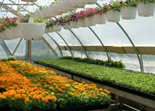 annuals, specialty annuals, perennials Mid Atlantic Plant Company Incorporated - We Are A Horticultural Distributor Representing The Finest Distributors In The United States And Servicing The Wholesale Horticultural Trade.