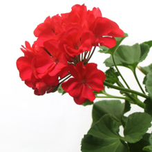 Geranium - Mid Atlantic Plant Company in Wilmington, DE. They are a premier horticultural distributor of annuals, specialty annuals, and perennials
